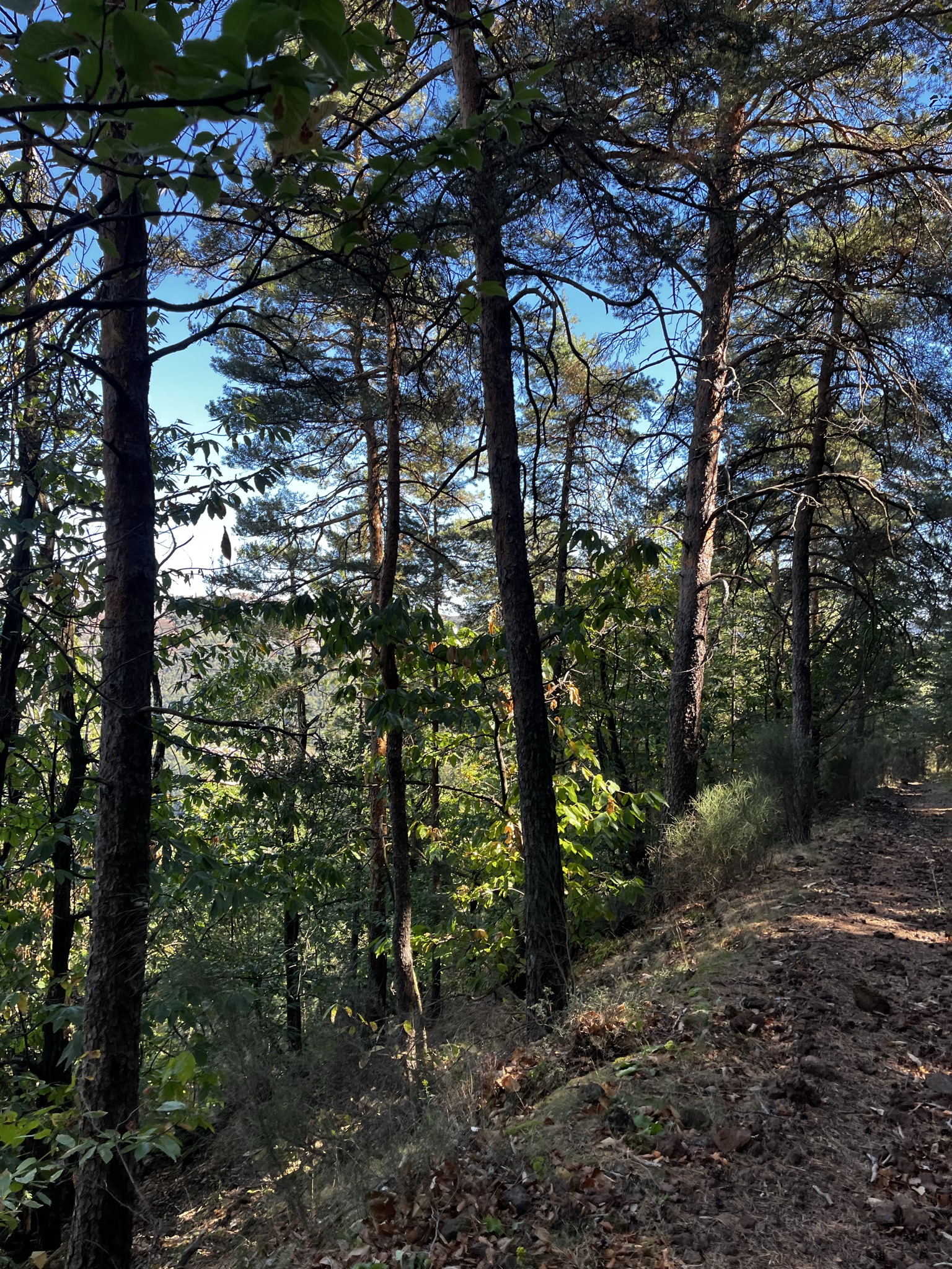 Photo taken on Le Volcan d’Aizac