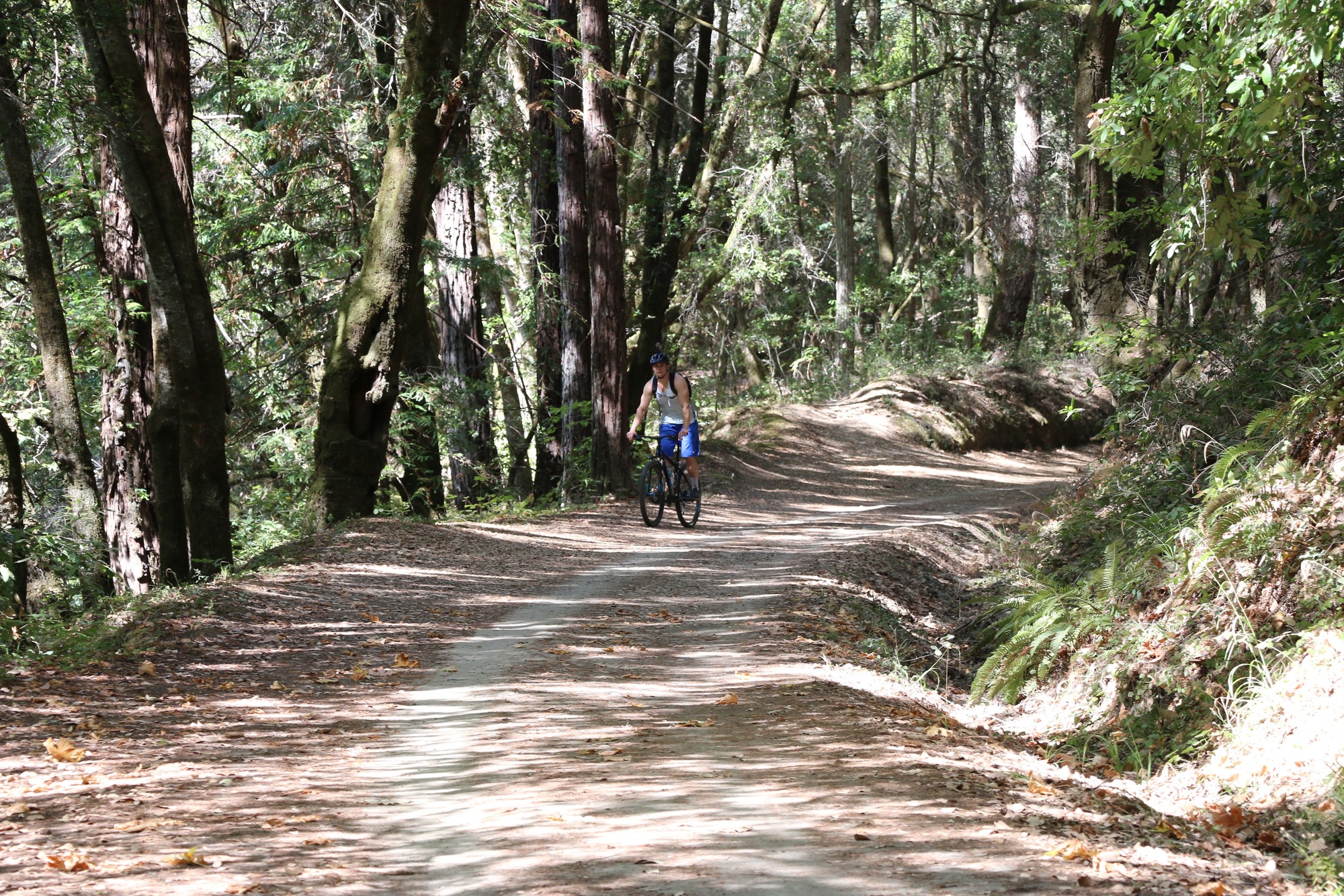 Aptos Creek Fire Road