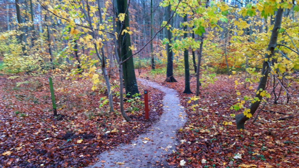 Tofteskoven MTB spor ,Juelsminde