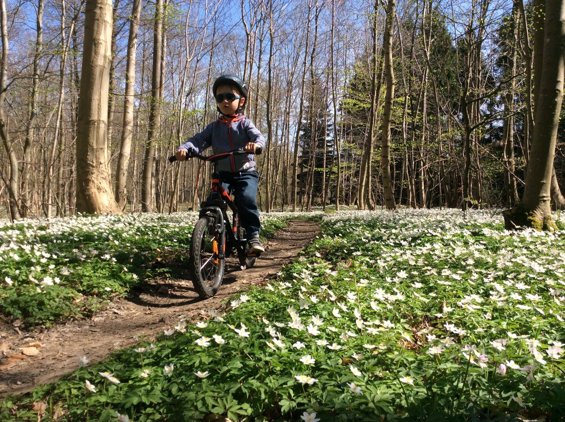 Dragerup Skov