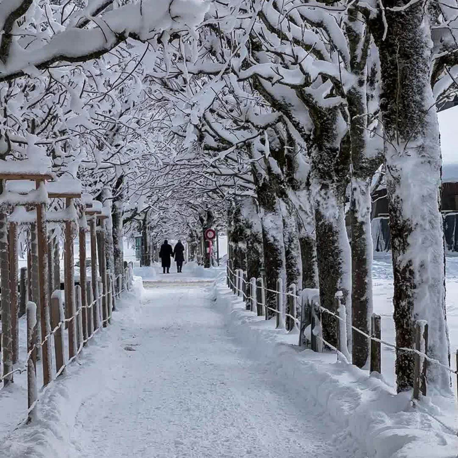 Tree Avenue Engelberg