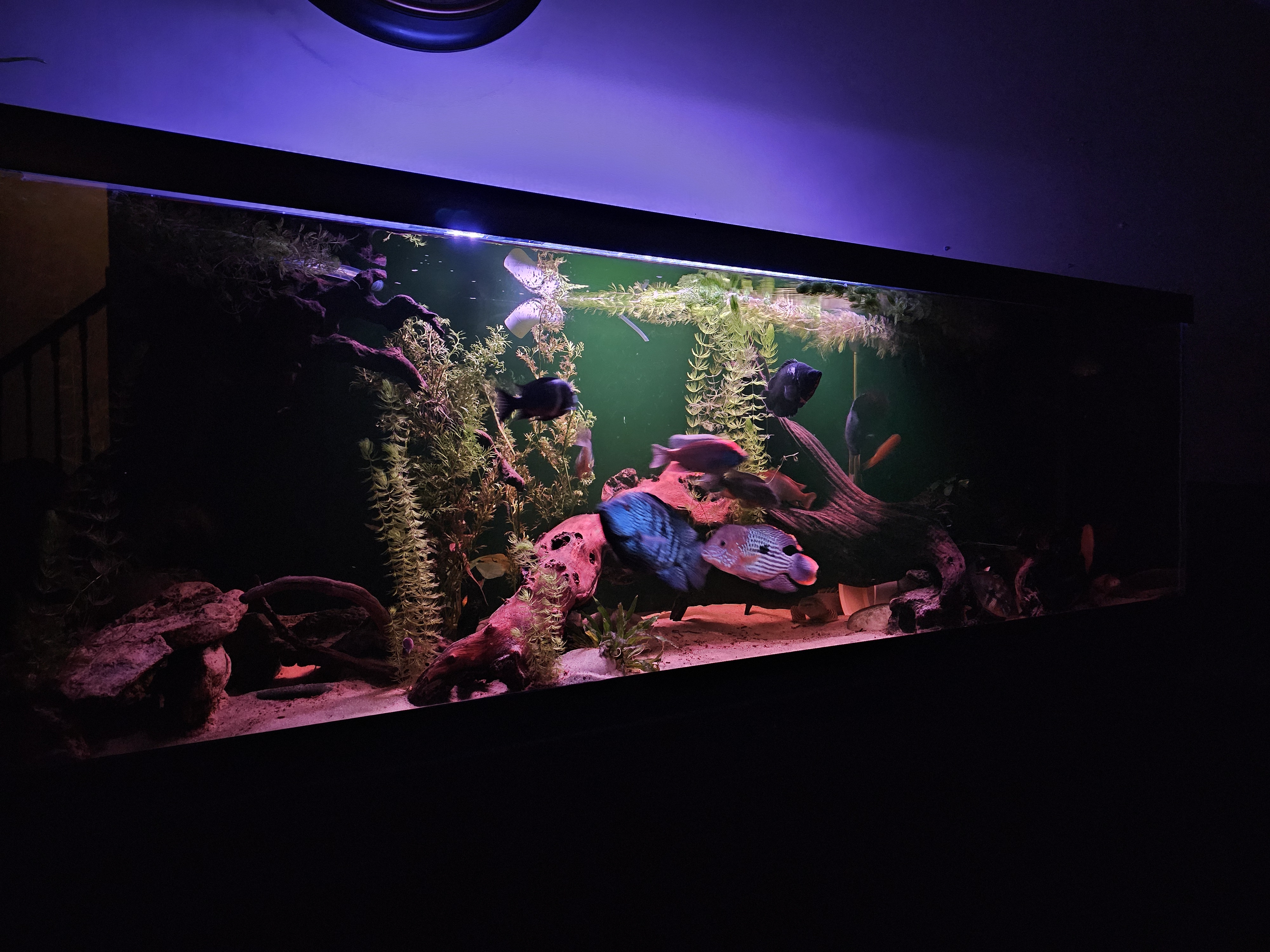 125 Gallon Aquarium 