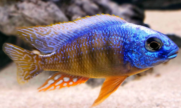 Taiwan Reef Cichlid 