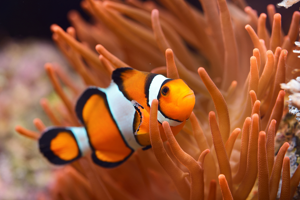 Clownfish 