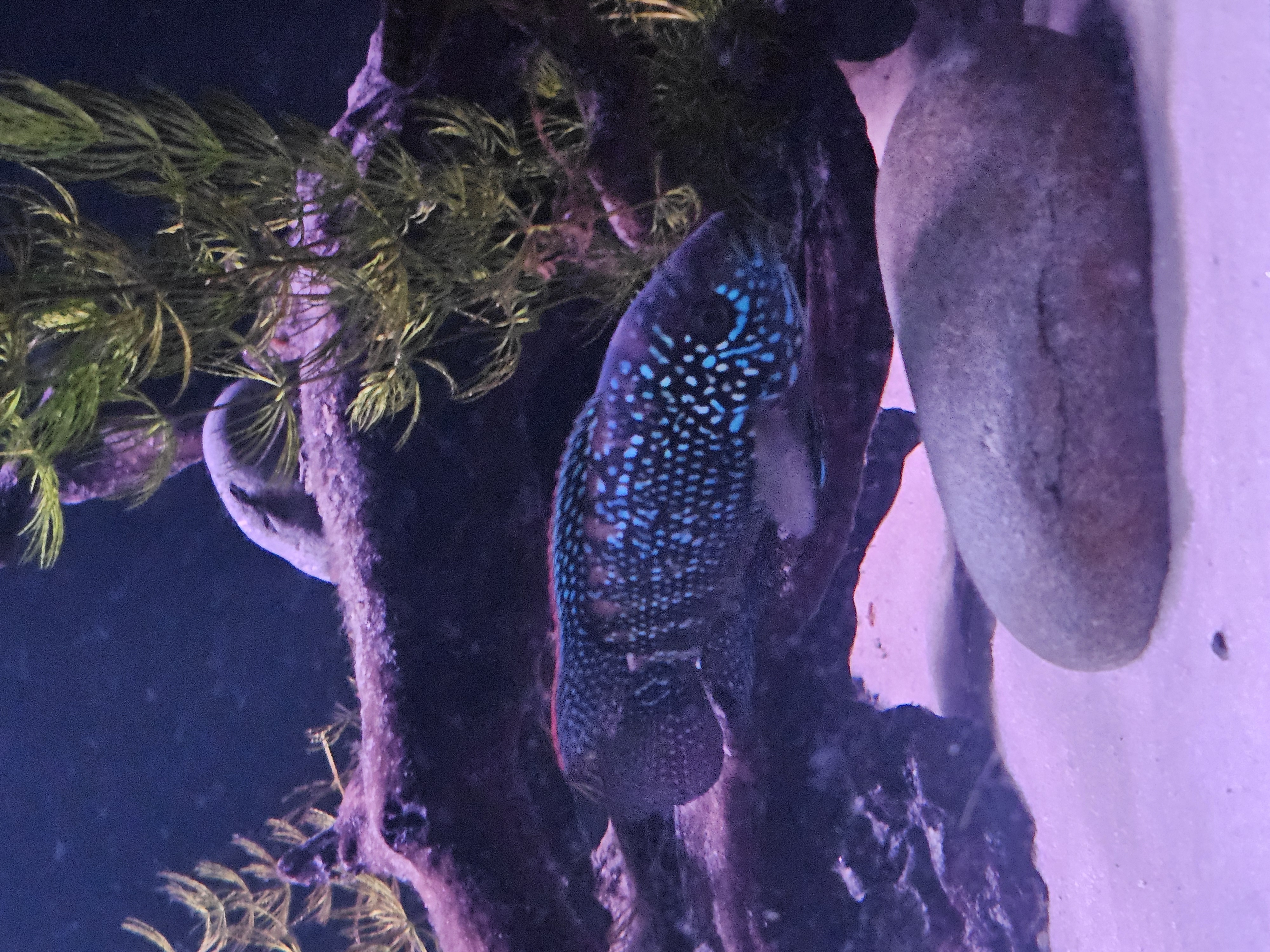 Jack Dempsey Cichlid 