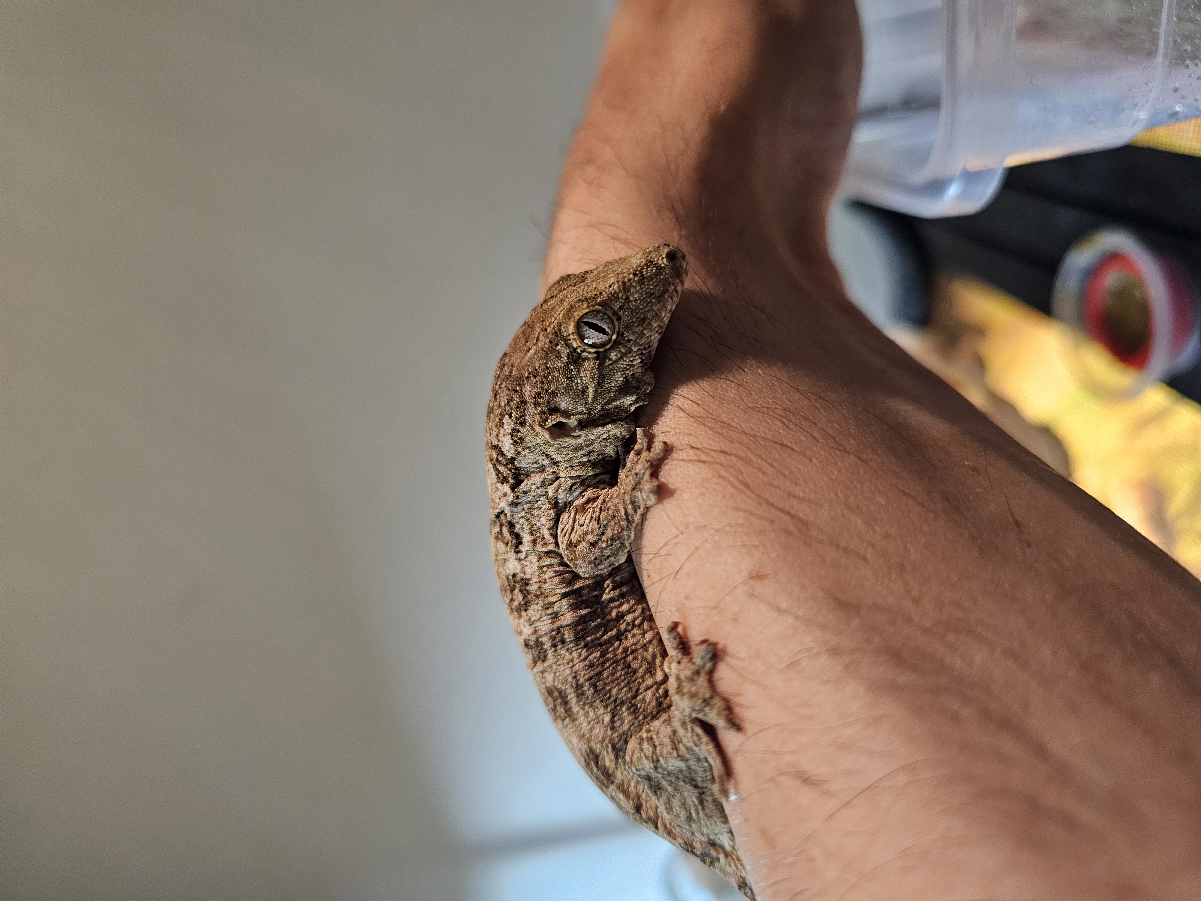 Leachie Gecko 