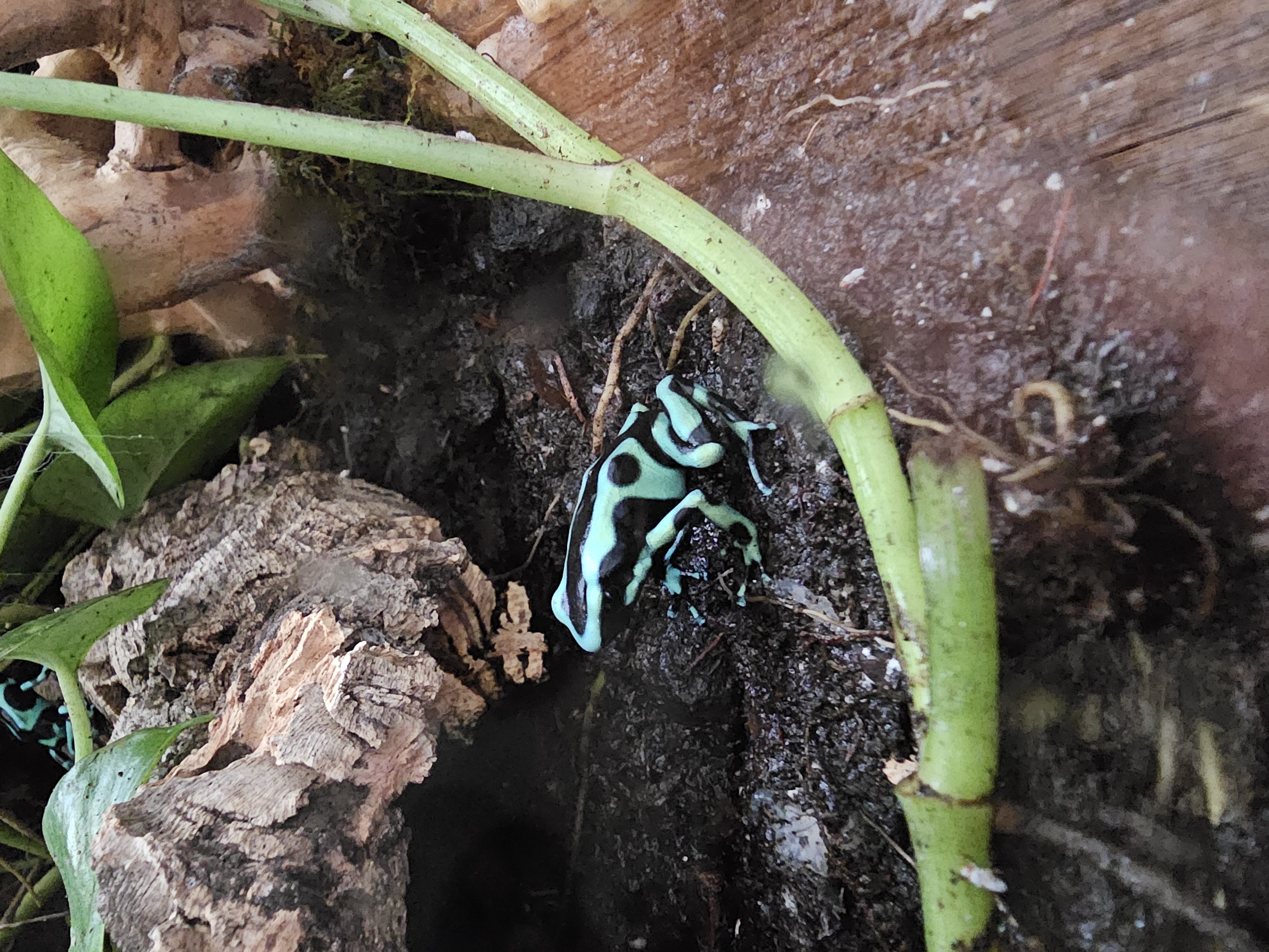 Green and Black Poison Dart Frogs