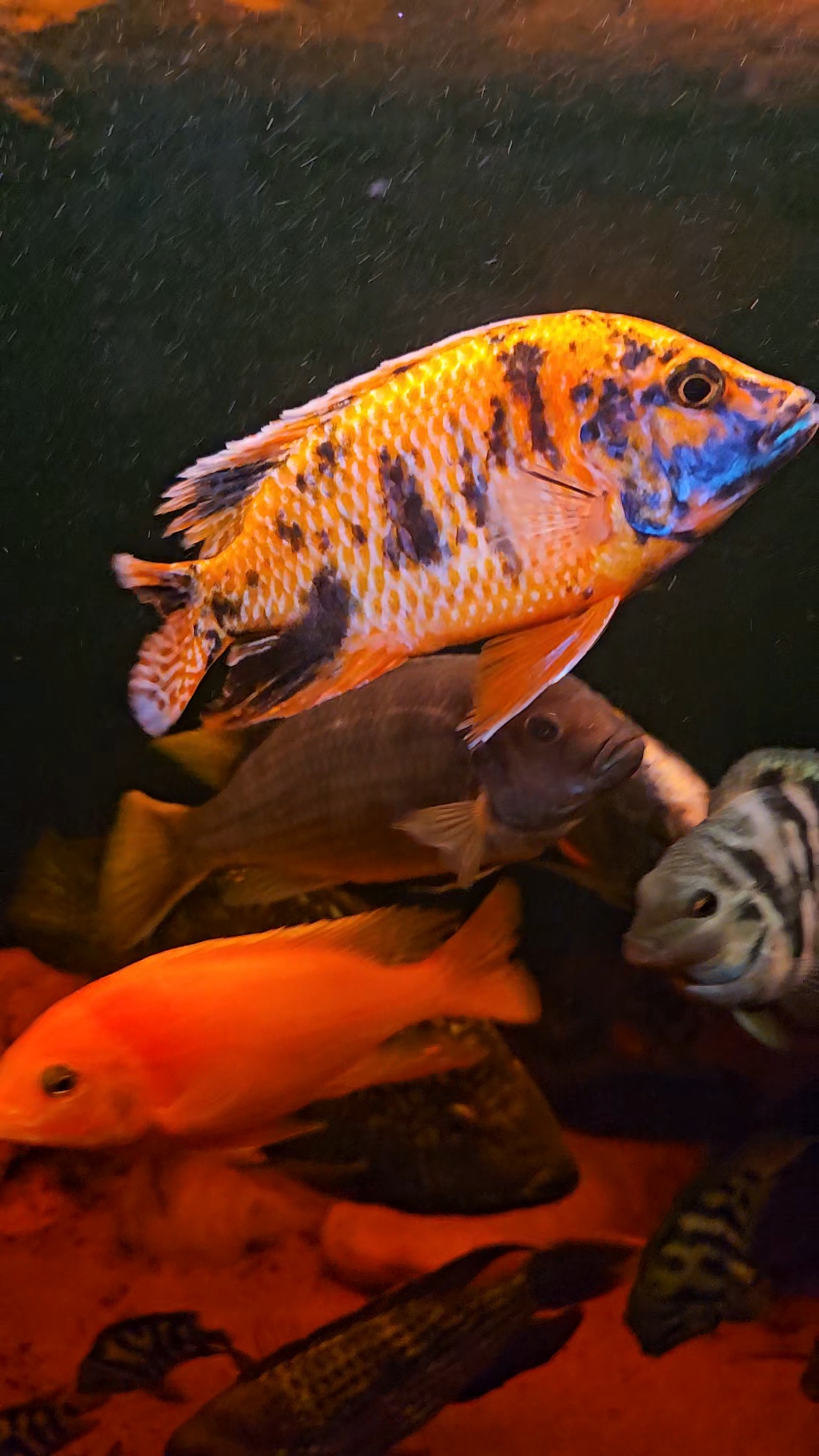 OB Cichlids 