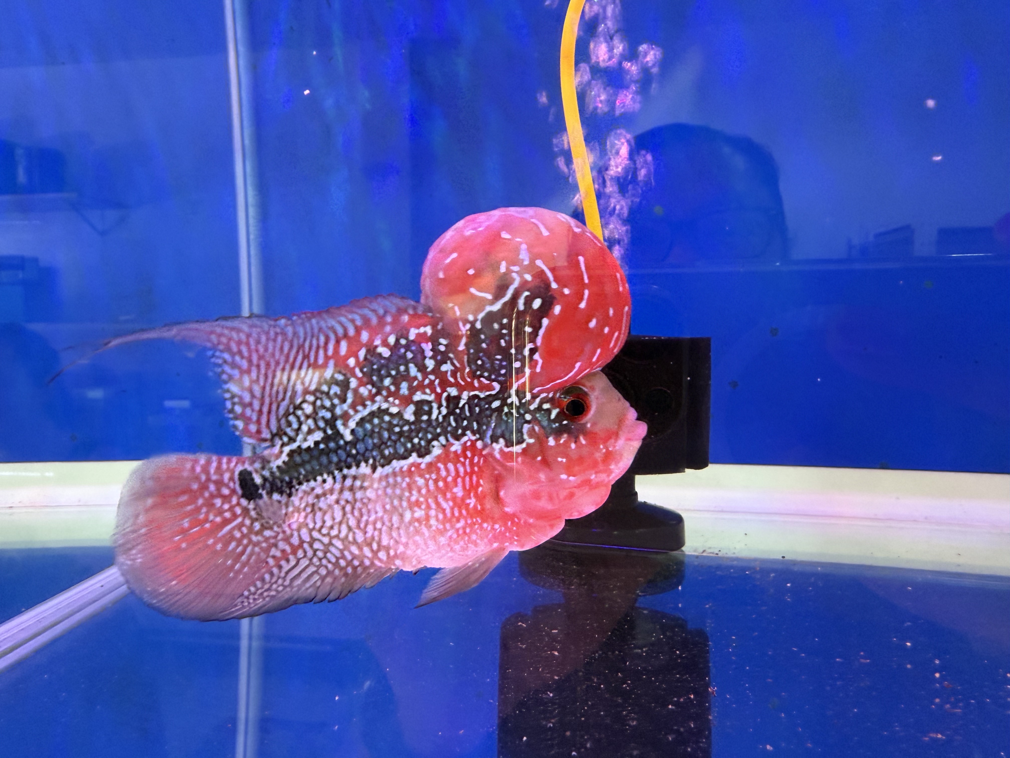 Flowerhorn cichlid ~ Bright Red, Large Kok, Healthy Freshwater Show Fish