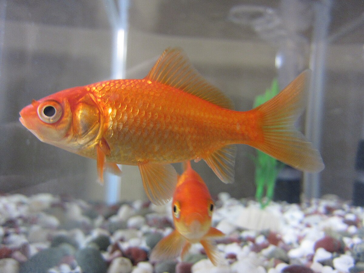 Goldfish needs a new home