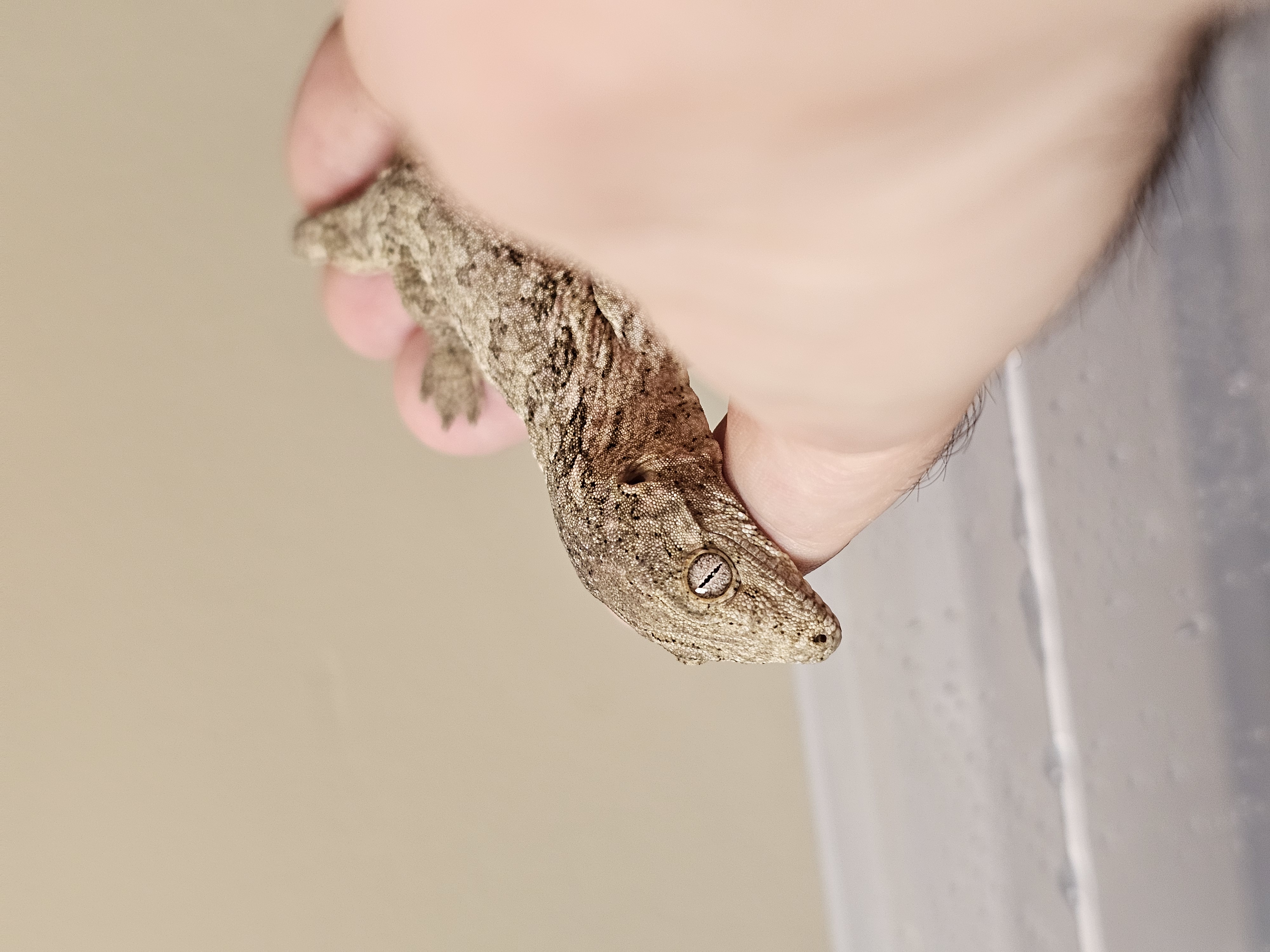 Leachie Gecko