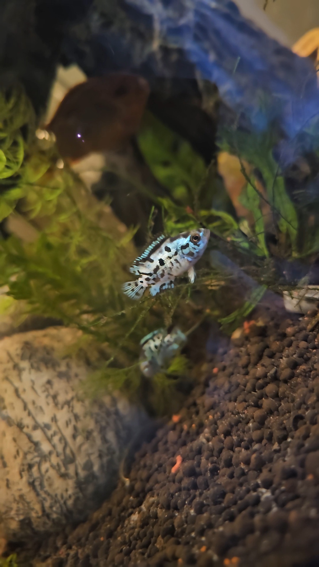 Electric Blue Jack Dempsey 