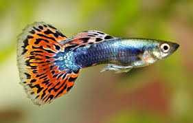 guppy 