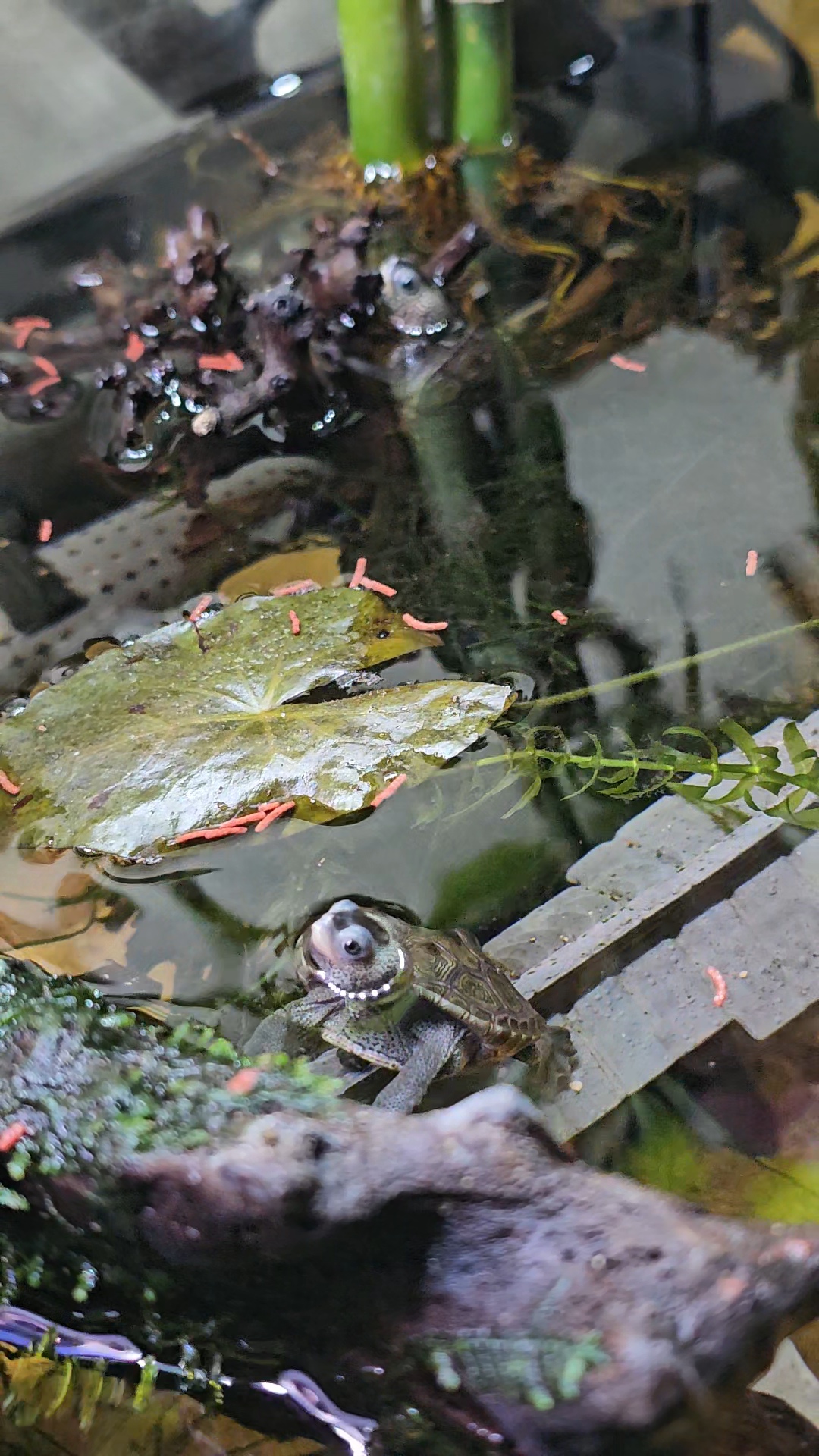 Northern Diamondback Terrapins