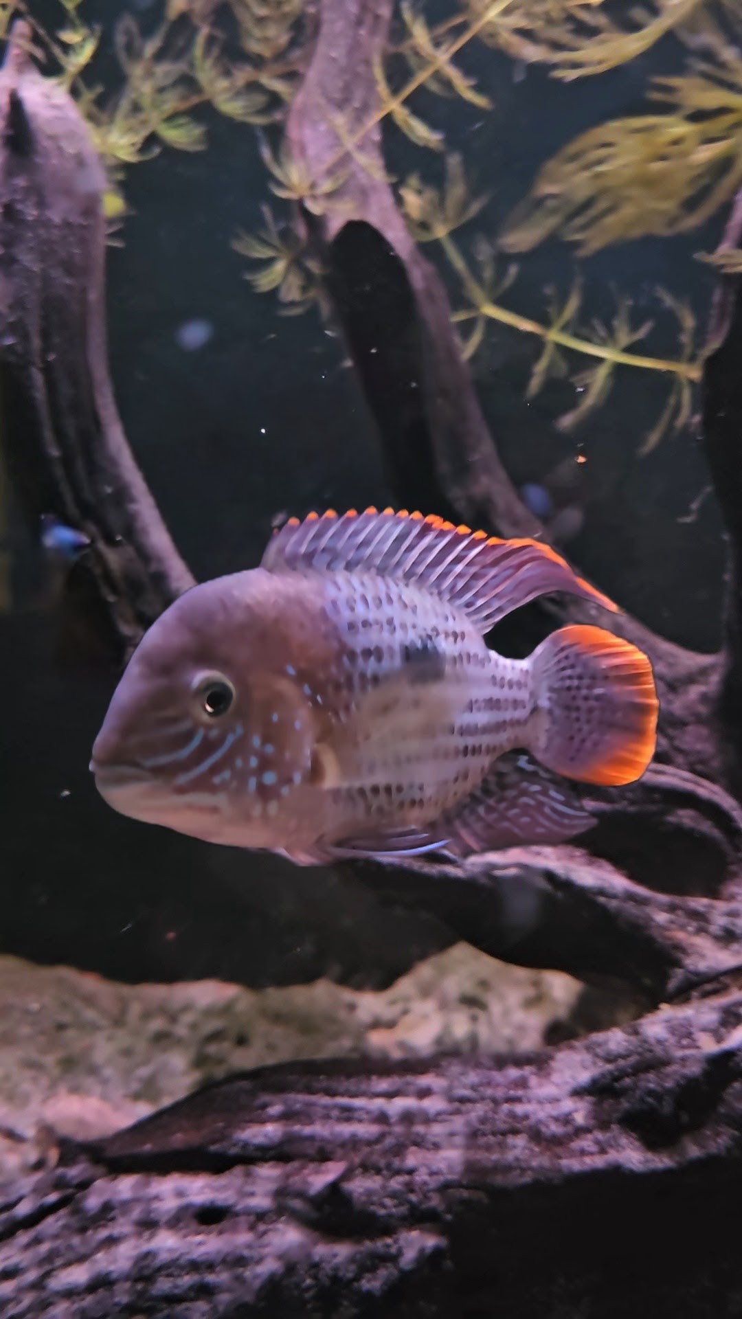 Green Terror Cichlid