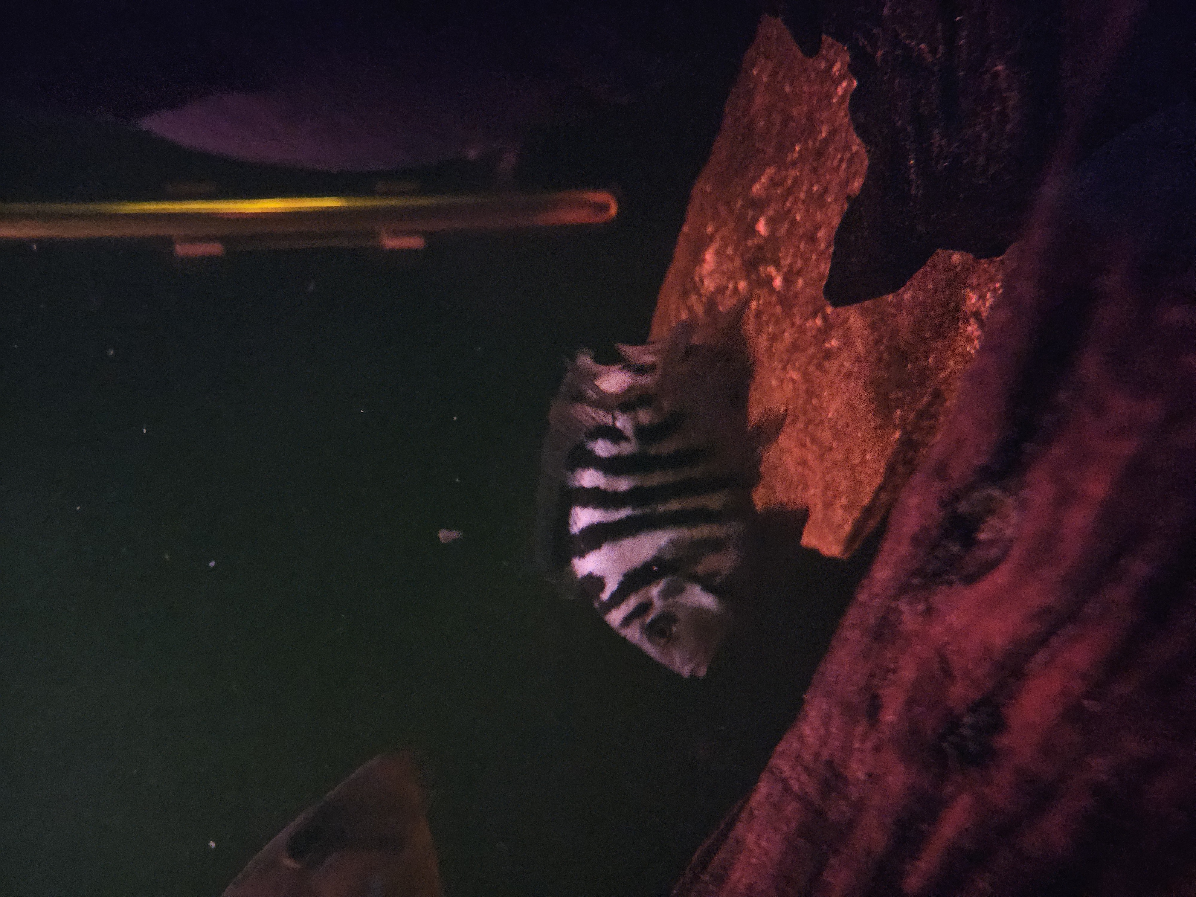 Blue Polar Parrot Cichlids