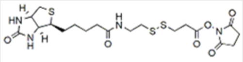NHS-SS-biotin NHS-SS-biotin