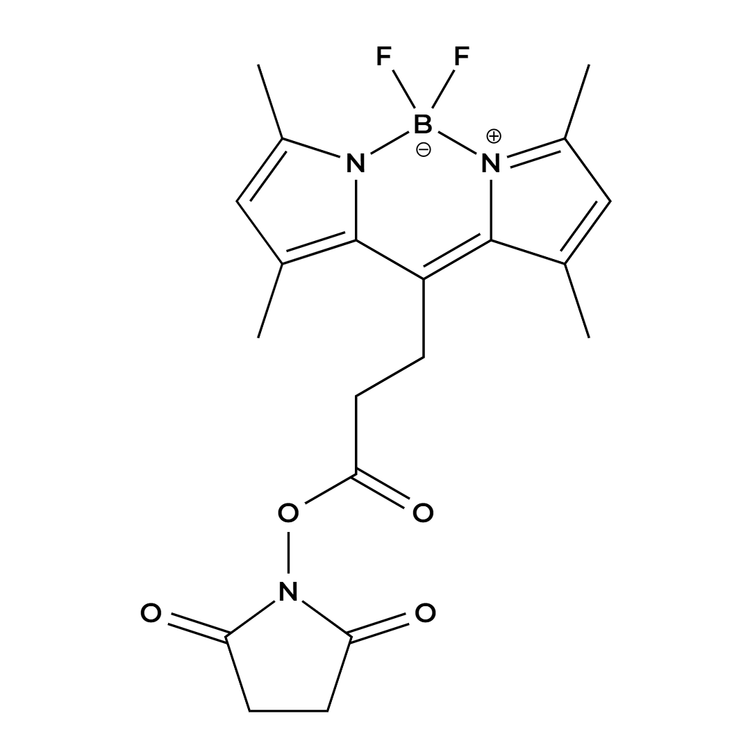 BODIPY 493/503 NHS Ester BODIPY 493/503 NHS Ester