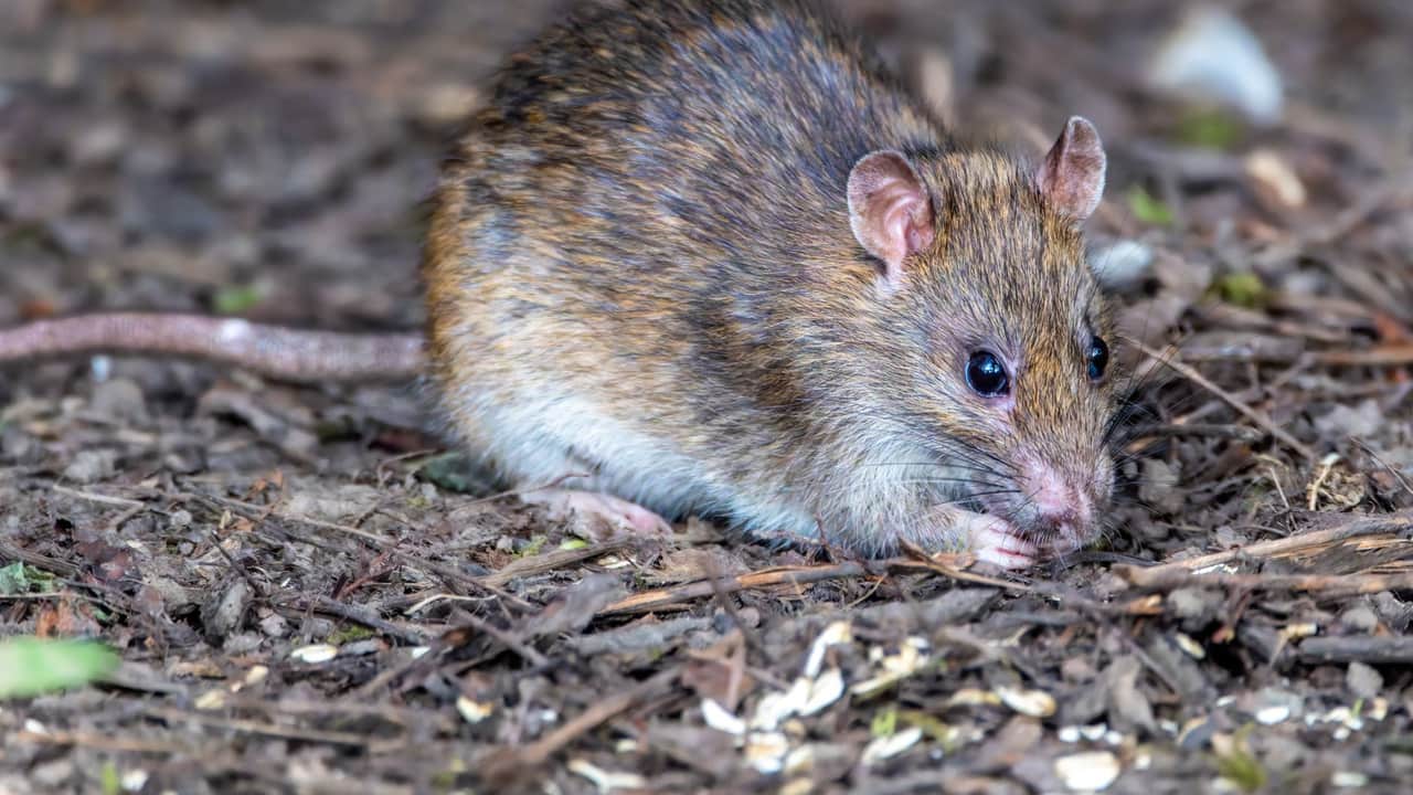 Detailed close-up view of a brown rat foraging in a forest setting, showcasing its natural habitat.