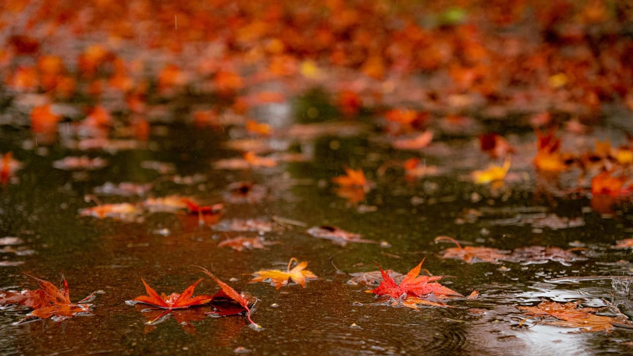 Close-up of colorful autumn leaves floating on a puddle in Tokyo, capturing seasonal beauty.