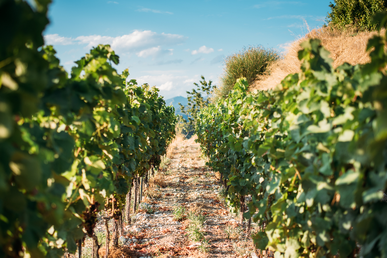 Photo of Une journée de Team Building au cœur des vignes