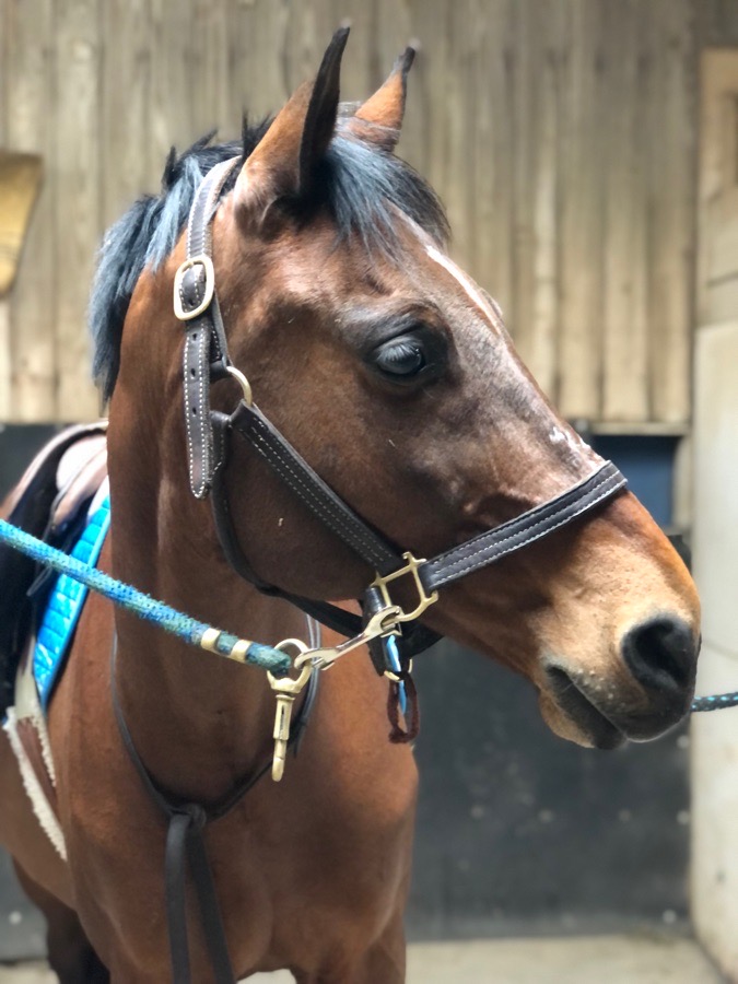 Close Contact Saddle Pad (blue and white marble)