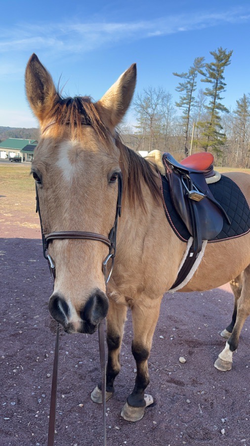 unknown brand brown saddle