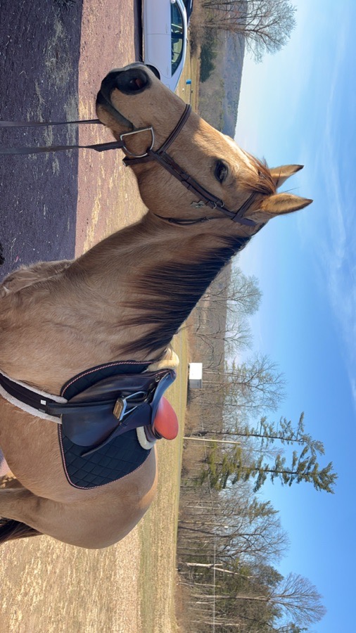 unknown brand brown saddle