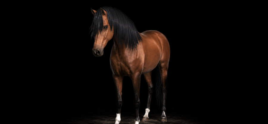 Heidy is a profesinal hunter jumper at the age of 8! He is desensitized and kind