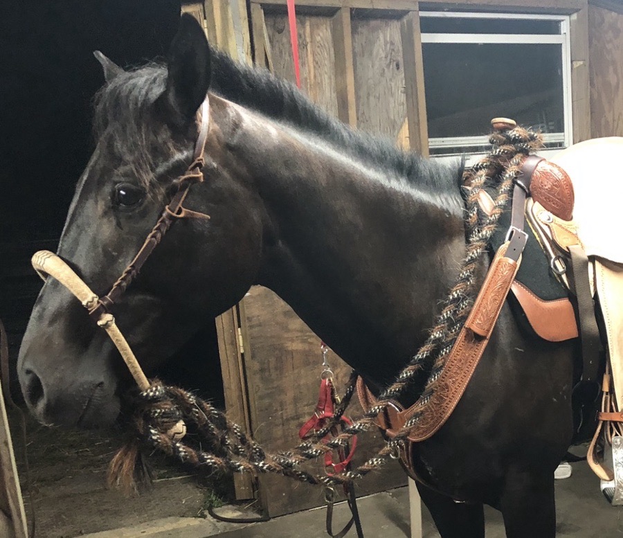 5/8” bosal hackamore 