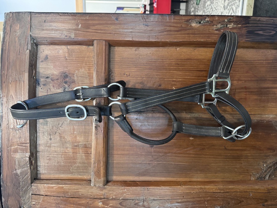 HDR - HENRI DE RIVEL Halter/Rope Horse