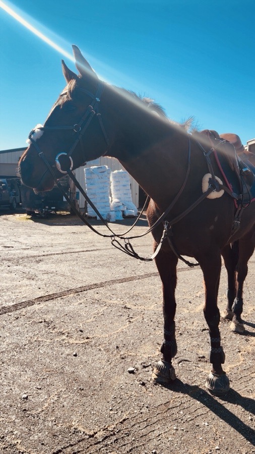 HDR - HENRI DE RIVEL 5 point breastplate Full 
