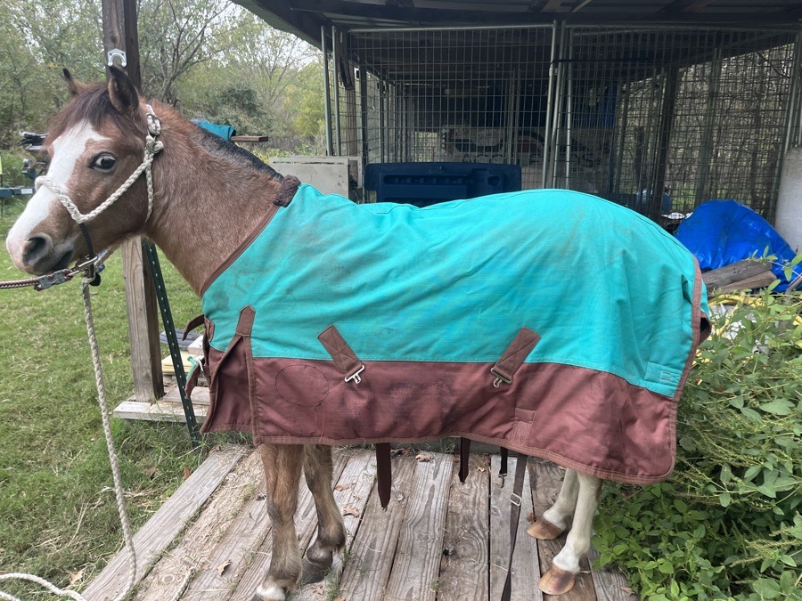 Pony blanket 54”