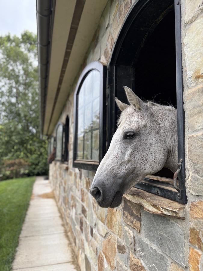 PEI Cold Therapy Boots - @theislandequestrian