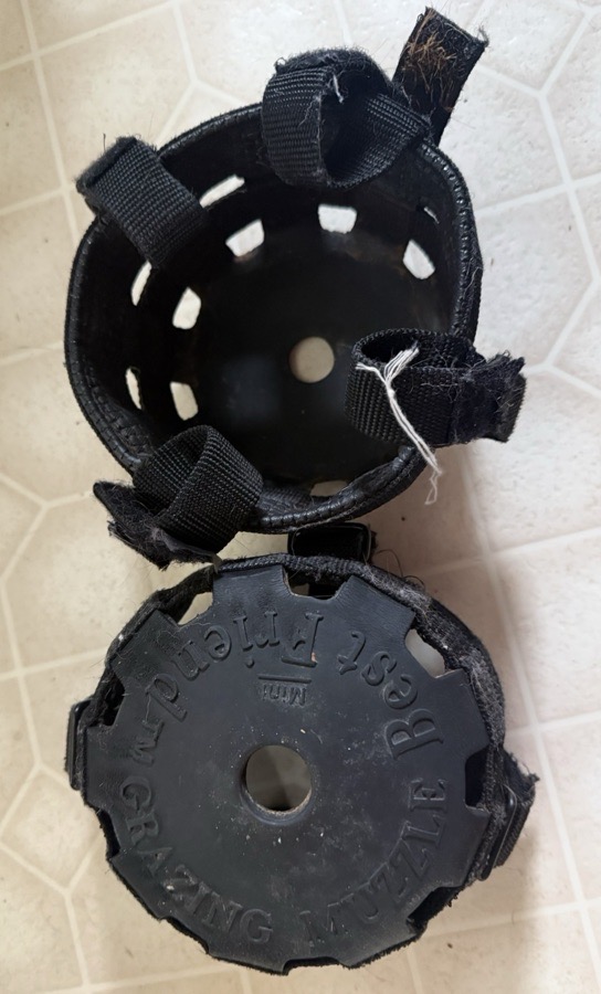 Mini pony grazing muzzles