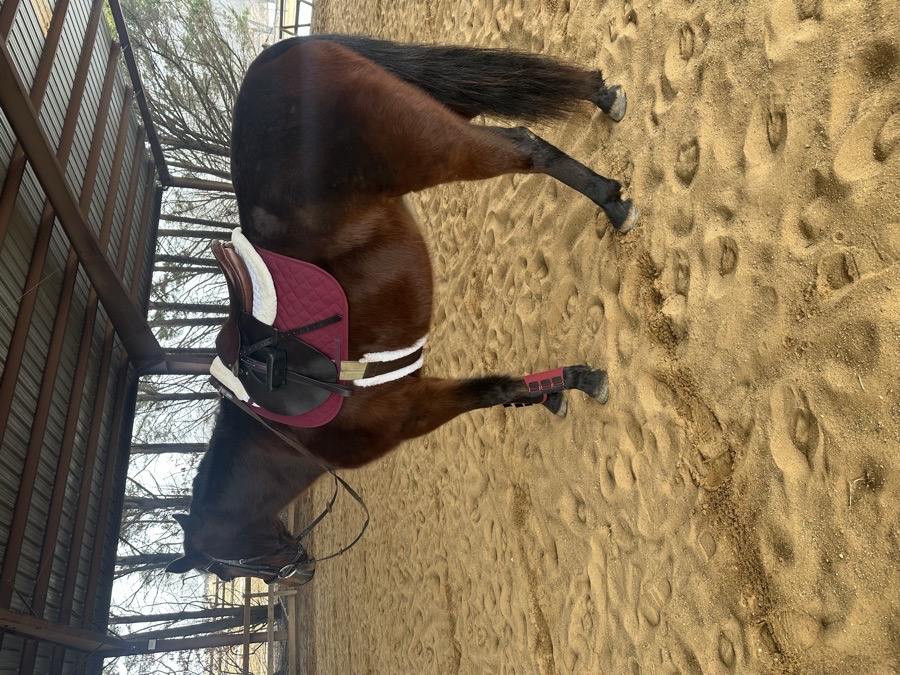 Crump saddle