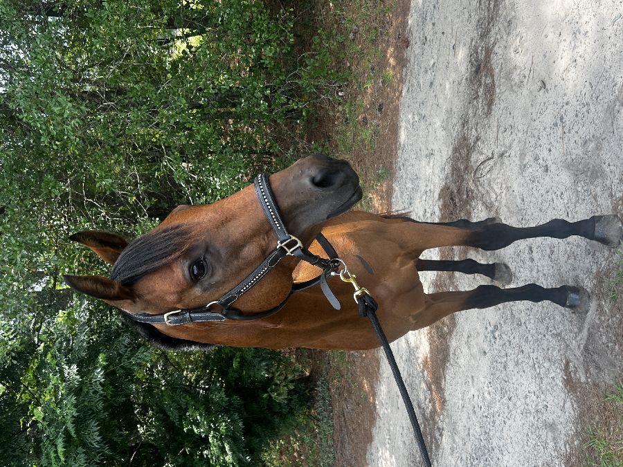 Horse One Size Fits All
