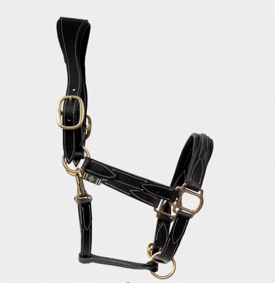 DEVOUCOUX Halter/Rope Horse