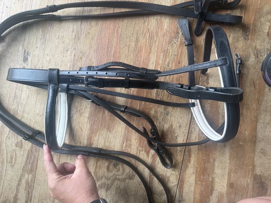 horse sized black and white bridle