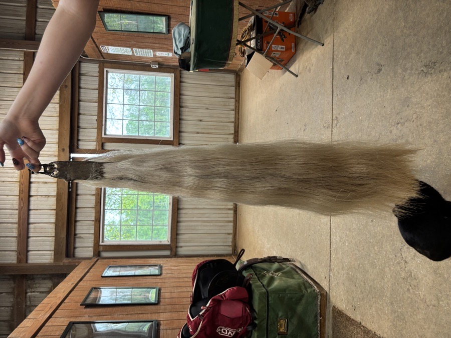 Grey horse tail