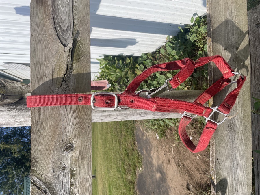 Red nylon halter