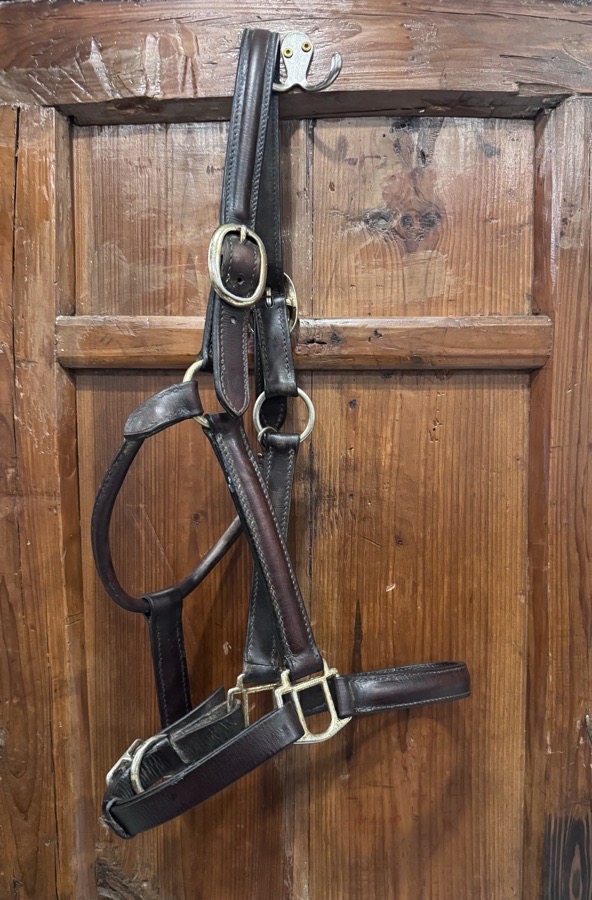 OTHER Halter/Rope Horse