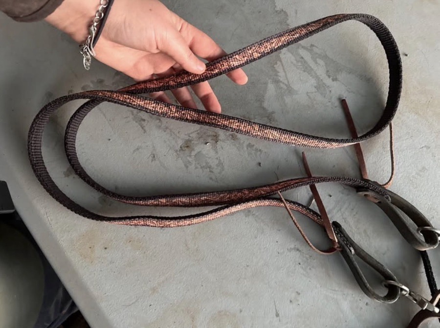 CIRCLE Y Bridle Horse
