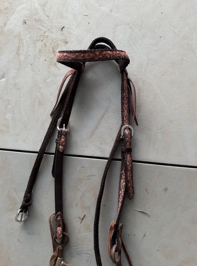 CIRCLE Y Bridle Horse