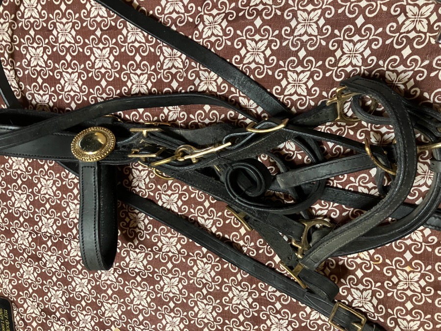 Halter bridle