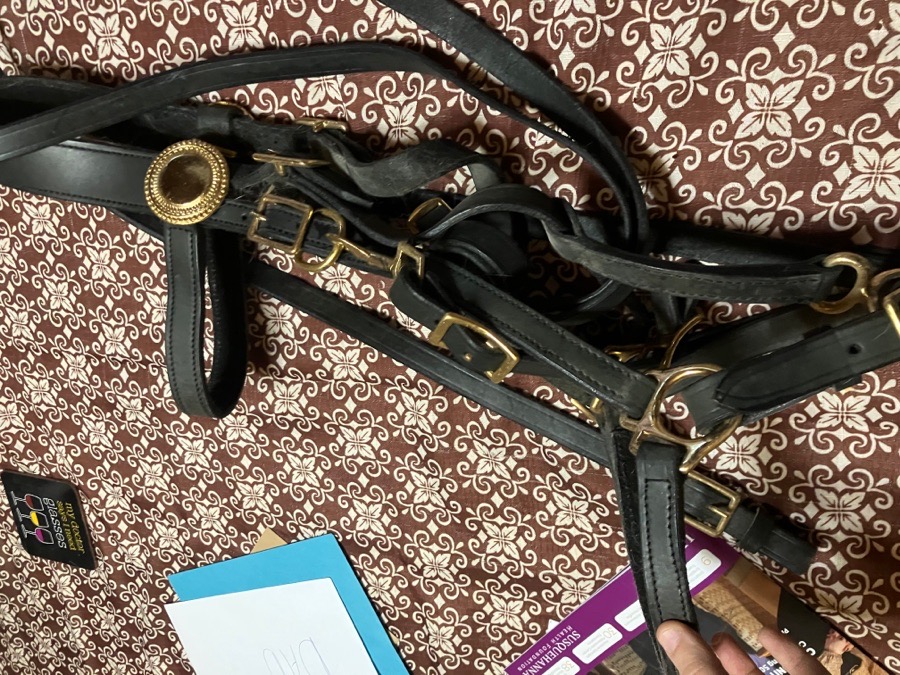 Halter bridle