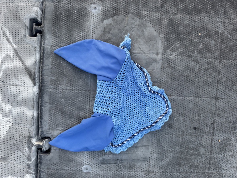 Pony sized blue bonnet