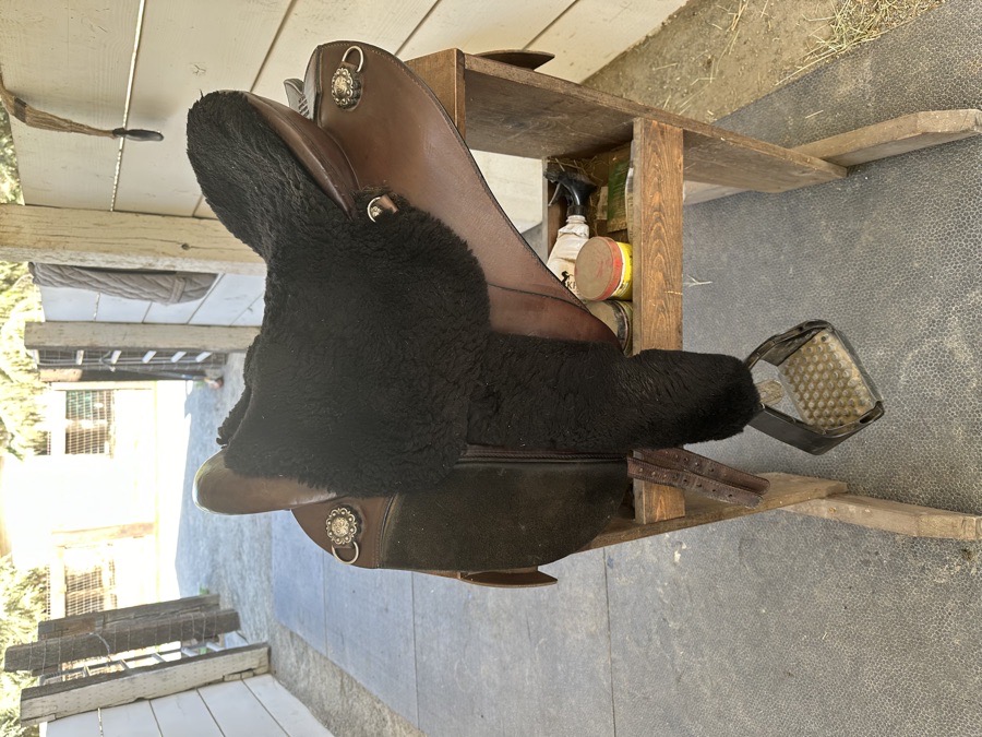 Specialized Saddle - International model