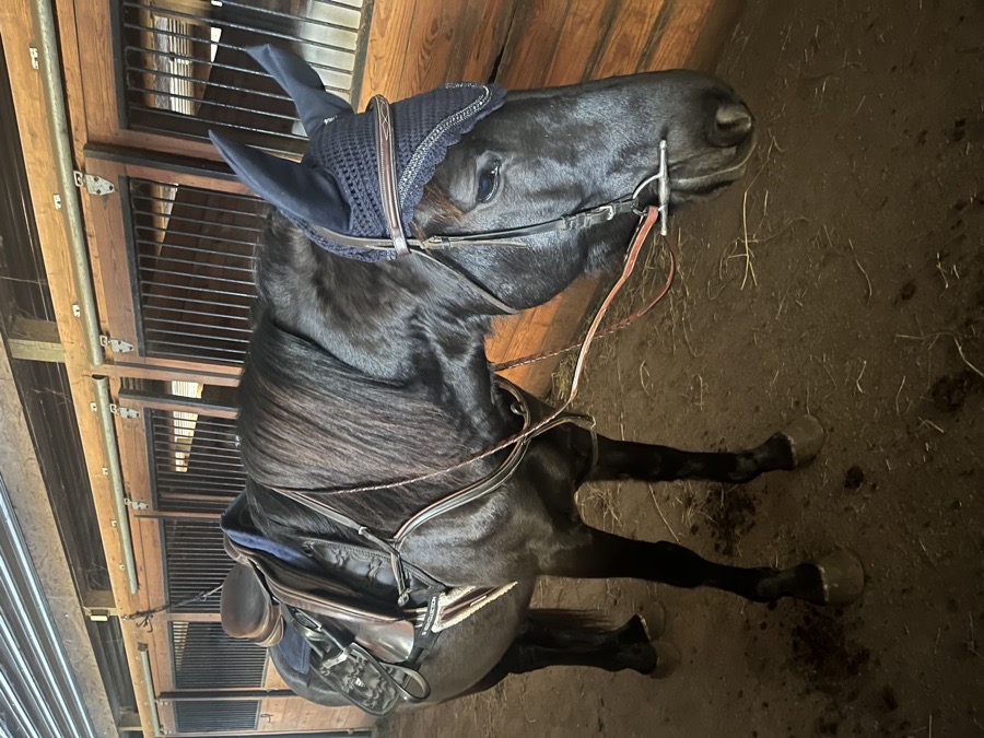 Navy blue ear bonnet w/ bling!
