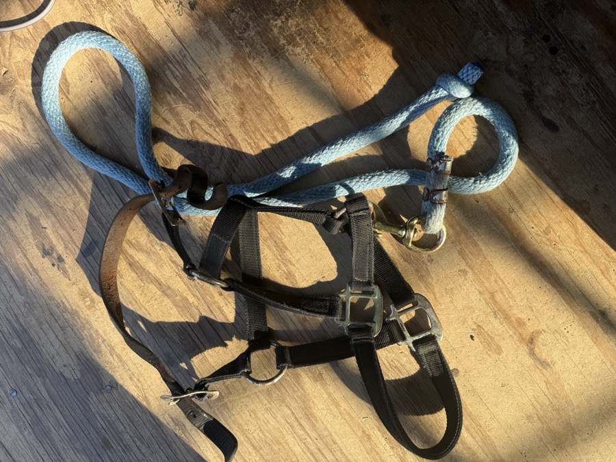 halter and leadrope